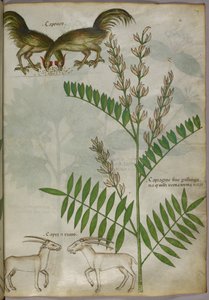 Botaniczna ilustracja przedstawiająca roślinę, dwie kozy i dwa ptaki, ok. 1440 r. (tusz i kolor na welinie) autorstwa Italian School