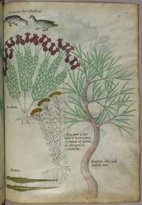 Botaniczna ilustracja rośliny z ptakami i owadami, ok. 1440 r. (tusz i kolor na welinie) autorstwa Italian School