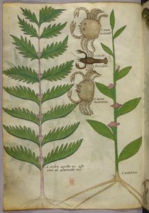Botaniczna ilustracja przedstawiająca kraby i skorpiona, ok. 1440 r. (tusz i kolor na welinie) autorstwa Italian School