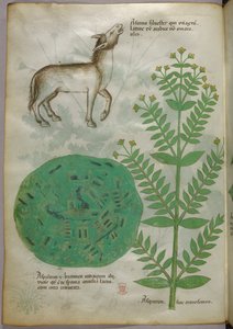 Botaniczna ilustracja rośliny z koniem, ok. 1440 r. (tusz i kolor na welinie) autorstwa Italian School