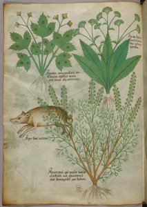 Botaniczna ilustracja przedstawiająca rośliny i dzika, ok. 1440 r. (tusz i kolor na welinie) autorstwa Italian School