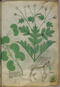 Botaniczna ilustracja przedstawiająca rośliny i osła, ok. 1440 r. (tusz i kolor na welinie) autorstwa Italian School