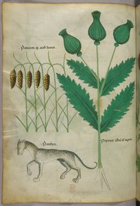 Botaniczna ilustracja przedstawiająca rośliny i panterę, ok. 1440 r. (tusz i kolor na welinie) autorstwa Italian School