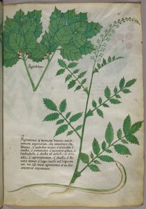 Botaniczna ilustracja przedstawiająca rośliny i węża, ok. 1440 r. (tusz i kolor na welinie) autorstwa Italian School