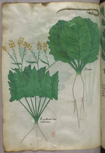 Botaniczna ilustracja przedstawiająca rośliny i węża, ok. 1440 r. (tusz i kolor na welinie) autorstwa Italian School