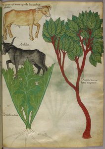 Botaniczna ilustracja roślin i byków, ok. 1440 r. (tusz i kolor na welinie) autorstwa Italian School