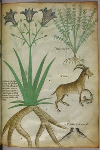 Botaniczna ilustracja przedstawiająca rośliny, ptaki i kozy, ok. 1440 (tusz i kolor na welinie) autorstwa Italian School