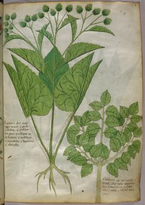 Botaniczna ilustracja roślin, ok. 1440 (tusz i kolor na welinie) autorstwa Italian School