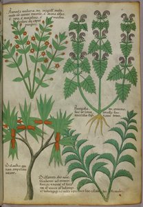 Botaniczna ilustracja roślin, ok. 1440 (tusz i kolor na welinie) autorstwa Italian School