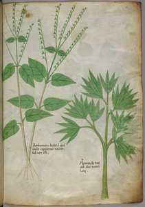 Botaniczna ilustracja roślin, ok. 1440 (tusz i kolor na welinie) autorstwa Italian School