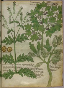 Botaniczna ilustracja roślin, ok. 1440 (tusz i kolor na welinie) autorstwa Italian School