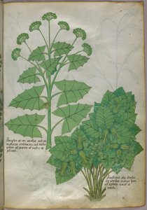 Botaniczna ilustracja roślin, ok. 1440 (tusz i kolor na welinie) autorstwa Italian School