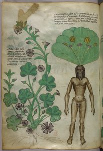Botaniczna ilustracja roślin, w tym mandragory z nagim męskim ciałem jako korzeniem, ok. 1440 r. (tusz i kolor na welinie) autorstwa Italian School