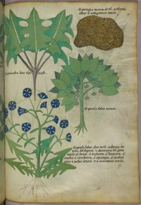 Botaniczna ilustracja roślin, w tym gąbki, ok. 1440 r. (tusz i kolor na welinie) autorstwa Italian School