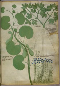 Botaniczna ilustracja roślin, w tym kwiatów, ok. 1440 r. (tusz i kolor na welinie) autorstwa Italian School