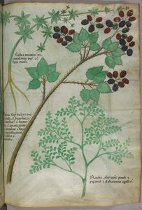 Botaniczne ilustracje marzanny [rubea]; jeżyny [rubus]; ruty [ruta], ok. 1440 r. (tusz i kolor na welinie) autorstwa Italian School