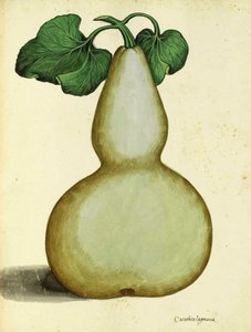 Tykwa autorstwa Ulisse Aldrovandi autorstwa Italian School