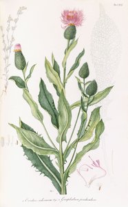 Cardus Cichoraceus i Gnaphalium penduculare, 1811-1838 autorstwa Italian School