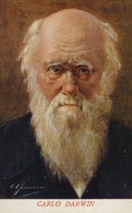 Charles Darwin (1809-1882), angielski przyrodnik (kolorowa litografia) autorstwa Italian School
