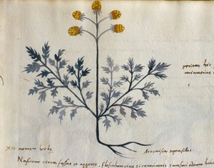 Dorsz. 2007 Artemisia, roślina lecznicza z 