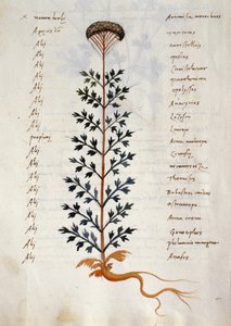 Dorsz. 2377 Artemisia, roślina lecznicza z 