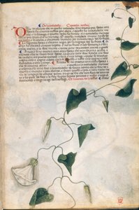 Roślina Convolvulus, ilustracja z „Carrara Herbal”, Padwa, ok. 1400 (pióro i atrament ze złotem na papierze) autorstwa Italian School