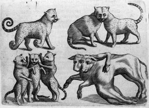 Różne typy potworów: koty i krowy o wielu ciałach. Rycina z „Natury potworów, ich przyczyn i różnic” autorstwa włoskiego naukowca Fortunio Whilei (1577-1656). 1646 autorstwa Italian School