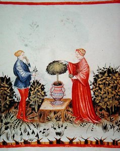 Fol.39v Zbieranie Basilicum Curatum, ilustracja z „Tacuinus Santiatis Code of Vienna” (na welinie) autorstwa Italian School