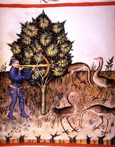 Fol.70v Polowanie na żurawia, ilustracja z "Tacuinum Santiatis Codex Vindobonensis" (vellum) autorstwa Italian School