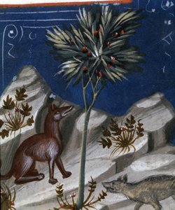 Lis i wilk, ilustracja z "Codex Justianus", 1350 autorstwa Italian School