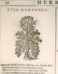 Pietruszka ogrodowa (Petroselinum crispum), grawerowana przez Castore Durante autorstwa Italian School