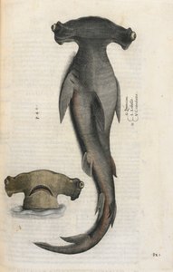 Rekin młot, ilustracja z „Aquatilium Animalium Historiæ liber primus”, Ippolito Salviani autorstwa Italian School