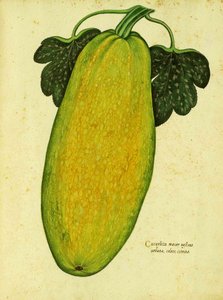 Heirloom Squash autorstwa Ulisse Aldrovandi autorstwa Italian School