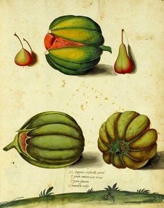 Heirloom Squash autorstwa Ulisse Aldrovandi autorstwa Italian School