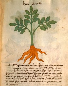 Herba Cancealis autorstwa Italian School