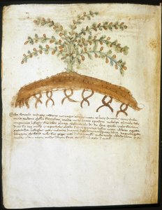 Zielnik z XIV wieku. Biblioteka miejska w Rimini. autorstwa Italian School
