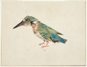 Kingfisher, ok. 1650-99 (czarna kreda, akwarela, bodycolor na kredowanym papierze, leżący, z brązowymi liniami oprawy na trzech krawędziach) autorstwa Italian School