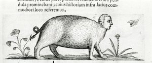 La manticore - w "O naturze potworów powoduje, książka druga" autorstwa Fortunio Chociaż autorstwa Italian School