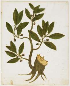 Drzewo laurowe (Laurus nobilis) (wc i tempera na papierze) autorstwa Italian School