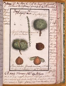 Ms 115 Kasztan, z Dizionario di Botanica (pióro i atrament i toaleta na papierze) autorstwa Italian School