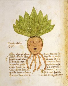 Ms. 1591 Fol. 18v. Herb Capud John Mazor (welum) autorstwa Italian School