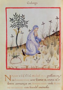 Ms 3054 f.22 Galangal zbierany z „Tacuinum Sanitatis” (welum) autorstwa Italian School