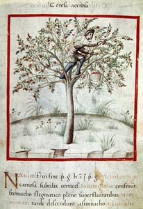 Ms 3054 f.25 Zbieranie wiśni z „Tacuinum Sanitatis” (welum) autorstwa Italian School