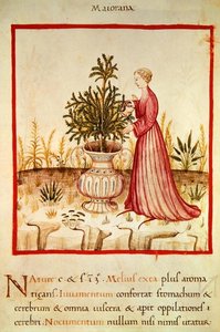 Ms 3054 fol.14v Podlewanie majeranek, z 