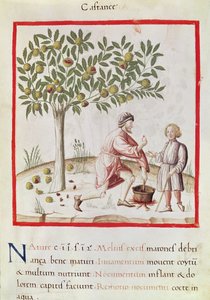 Ms 3054 fol.31 Zbiór i gotowanie kasztanów z 