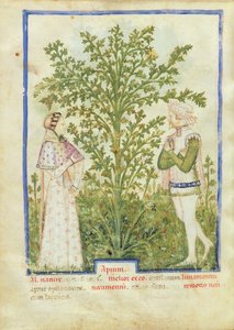 Nouv Acq Lat 1673 fol.28v Seler, z Tacuinum Sanitatis, c.1390-1400 autorstwa Italian School