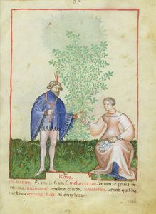 Nouv Acq Lat 1673 fol.83 Róże z Tacuinum Sanitatis, ok. 1390-1400 autorstwa Italian School