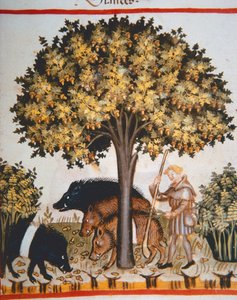 Nova 2644 fol.15r Zbiór żołędzi, z Tacuinum Sanitatis Kod Vindobonensis autorstwa Italian School