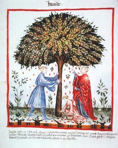 Nova 2644 fol.15v Gathering Jujubes, from Tacuinum Sanitatis Codex Vindobonensis (vellum) autorstwa Italian School