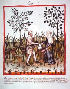 Nova 2644 fol.25v Zbiór Cebuli, z Tacuinum Sanitatis Code Vindobonensis (na welinie) autorstwa Italian School